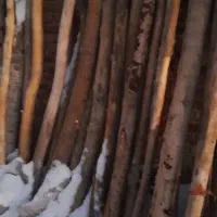 برش چوب وهرس خرید چوب