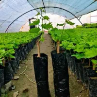 فروش نهال انگور