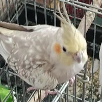 چهار عدد عروس هلندی