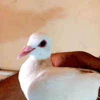 ماده دم زرد