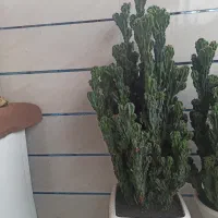فروش گل