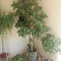 گلهای شاداب خانگی