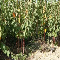 نهالستان امیر