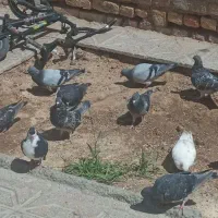 کفتر کبوتر المانی