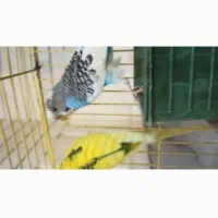 مرغ عشق دو عدد