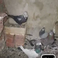 کبوتر|پرنده|نقده, |دیوار