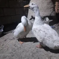 مندوان