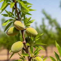 نهال بادام اصلاحشده با باردهی عالی