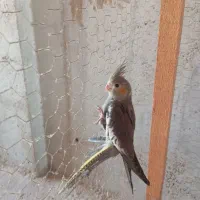 جوجه عروس هلندی