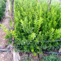 نهالستان رحمان نوری