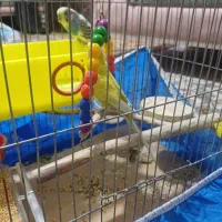 یک جفت مرغ عشق|پرنده|تهران, خرمشهر|دیوار