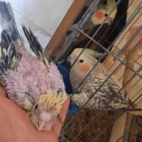 عروس هلندی مولد