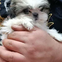 سگ عروسکی سوپر فلت|سگ|شاهین‌شهر, سعدی جنوبی|دیوار