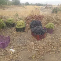 انگور برای شیره وخوردن
