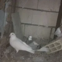 4عدد کفتر پرشی|پرنده|مشهد, نیروی هوایی|دیوار