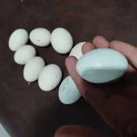 تخم نطفه دار ایام سمانی اصیل اندونزی|حیوانات مزرعه|بابل, |دیوار