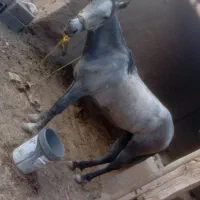 مادیون