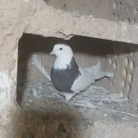 کبوتر|پرنده|شراء, |دیوار