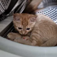 واگذاری بچه گربه|گربه|سنندج, |دیوار