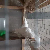 عروس هلندی البینو سیامون معاوضه قناری بخون