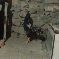 مرغ و خروس لاری|حیوانات مزرعه|سنندج, |دیوار