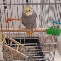 عروس هلندی نر و ماده