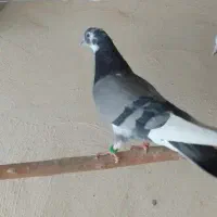 کفتر غریبگیری|پرنده|وحیدیه, |دیوار