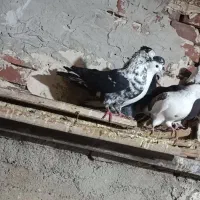 کبوتر|حیوانات|نقده, |دیوار