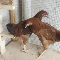 جوجه مرغ 4 ماهه