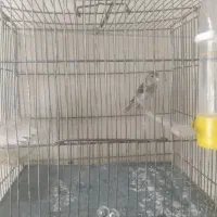 جوجه سهره قناری