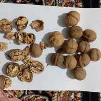 گردو تویسرکان با کره زردگاوی