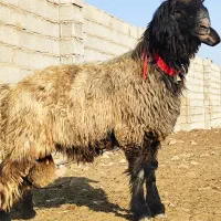 بره قوچی|حیوانات مزرعه|شیراز, گچی|دیوار