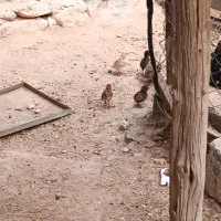 فروشی|حیوانات مزرعه|عسلویه, |دیوار