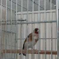 سهره و جوجه سهره