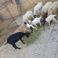 بز و بزغاله|حیوانات مزرعه|لنجان, |دیوار