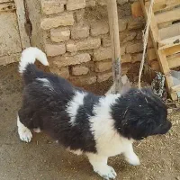 توله سگ قدرجونی