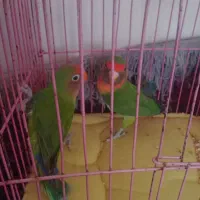 یک جفت طوطی برزیلی|پرنده|فریمان, |دیوار