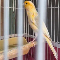 قناری  پرتقالی درشت کوتاه بلند سوخته مست مست