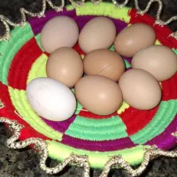 تخم مرغ نطفه دار لوهمن آلمان