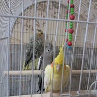 عروس هلندی