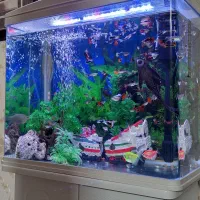 ماهی کوپی ،شکم پر و مولد|ماهی|مشهد, فدک|دیوار