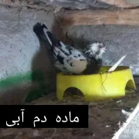 2 کبوتر بسیار خوب