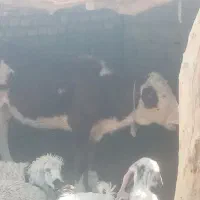 گاو خارجی ابست همرا با گوساله ماده|حیوانات مزرعه|زابل, |دیوار