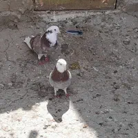 کفتر