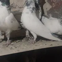 کبوتر پرشی کله دم|پرنده|زیباشهر, |دیوار