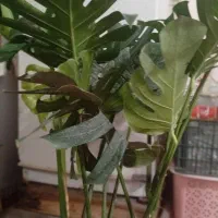 گلکده بانو با ارایه گلهای زیبا