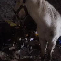 اسب کورد7ساله