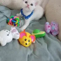 پرشین بریتیش