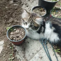 پرشین دوعدد واگذاری رایگان مکاننمین|گربه|اردبیل, |دیوار