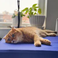 گربه نر|گربه|مراغه, |دیوار